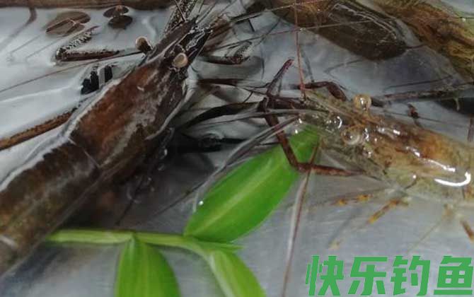 河虾养殖技术及注意事项(图4)