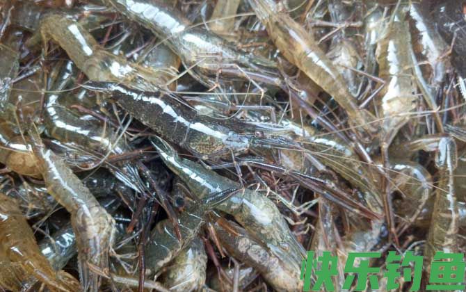 河虾养殖技术及注意事项(图6)