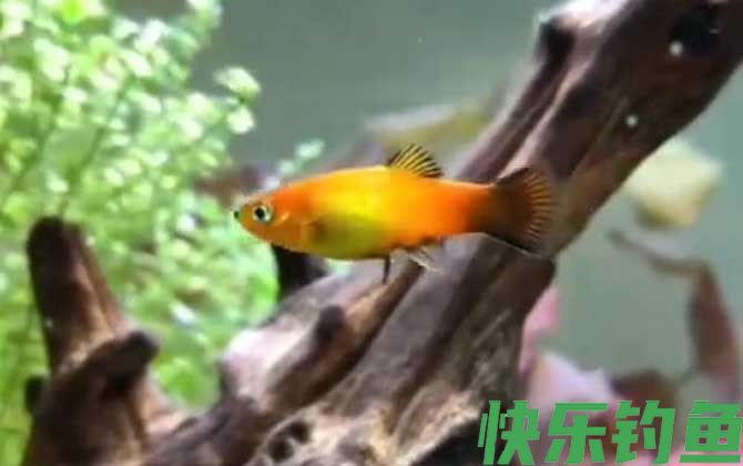 月光鱼一胎可以生几只(图1)