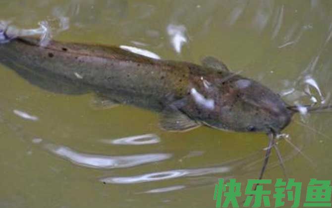 胡子鱼吃什么食物(图2)