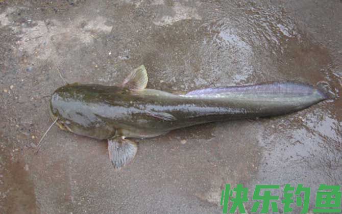 胡子鱼吃什么食物(图4)