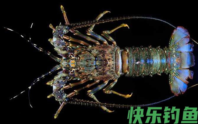 大龙虾种类及图片大全(图4)