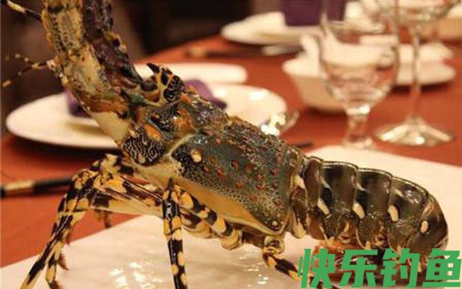大龙虾种类及图片大全(图5)