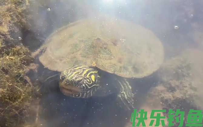 地图龟多久喂一次(图1)