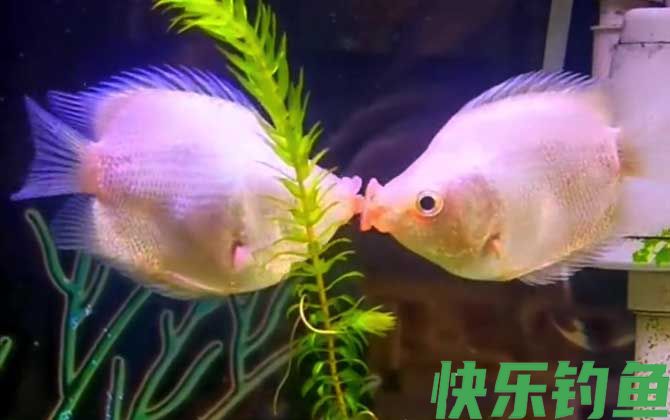 接吻鱼是冷水鱼还是热带鱼(图1)