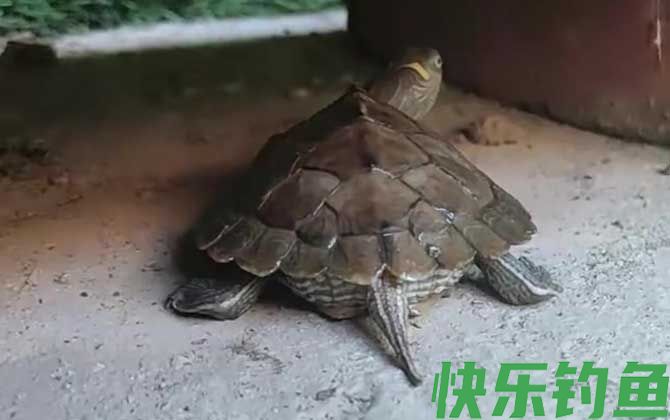 地图龟多久喂一次(图2)