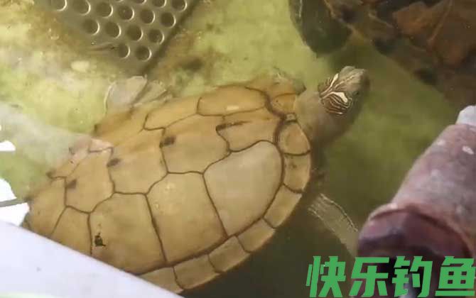 地图龟多久喂一次(图3)