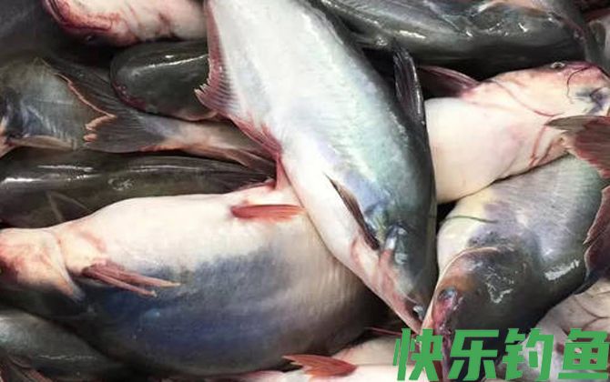 为什么不建议吃巴沙鱼(图2)