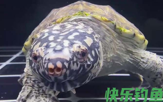 墨西哥蛋龟是什么龟(图3) 墨西哥蛋龟是什么龟(图3)