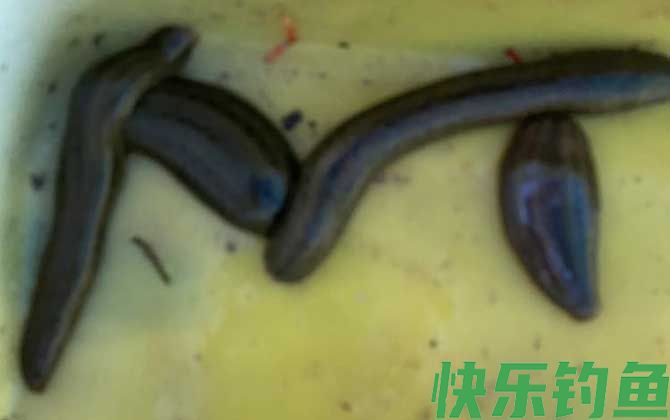 水蛭生活在什么环境中(图4)