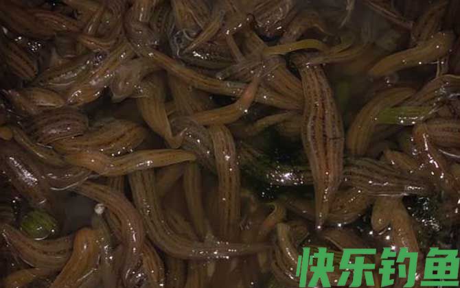 水蛭生活在什么环境中(图3)