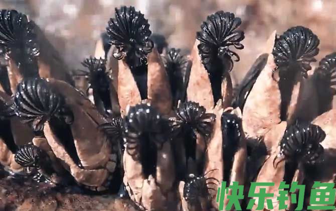藤壶会害死鲸鱼吗(图3)