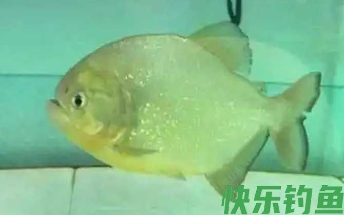 P属水虎鱼品种及图片大全(图4)