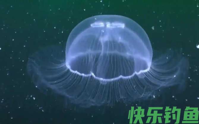 海蜇图片及品种大全(图3)