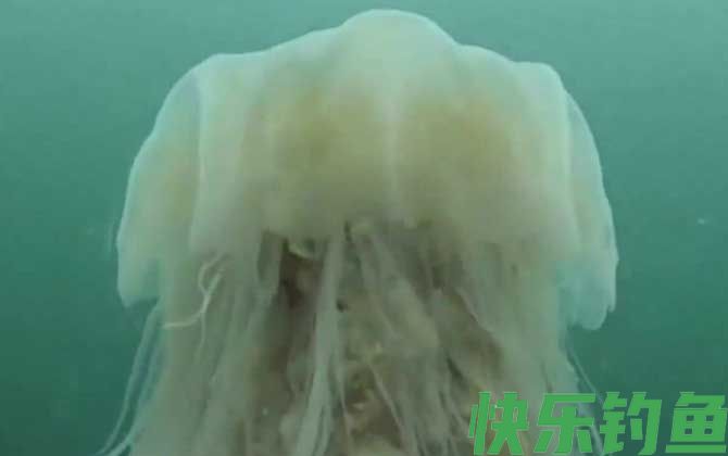海蜇图片及品种大全(图4)