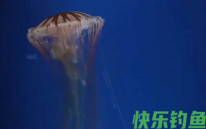 海蜇图片及品种大全(图2)