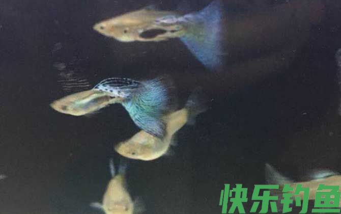 孔雀鱼多久繁殖一次(图4)