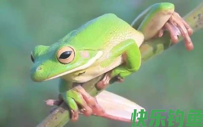 树蛙是保护动物吗(图3)