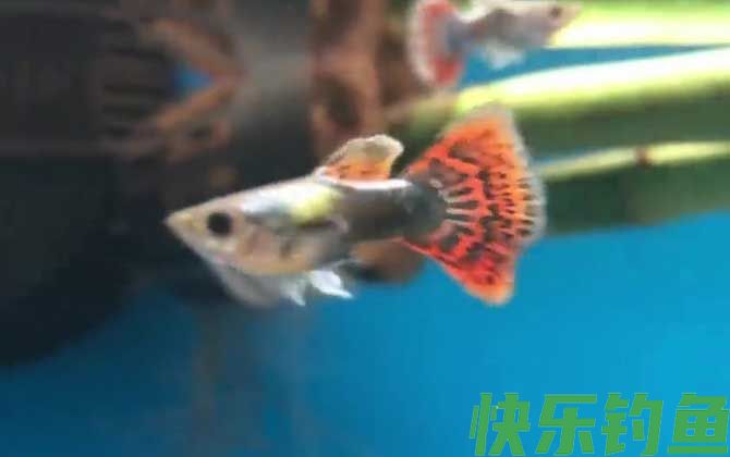 孔雀鱼多久繁殖一次(图1)