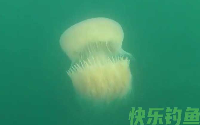 赤月水母是什么动物(图1)