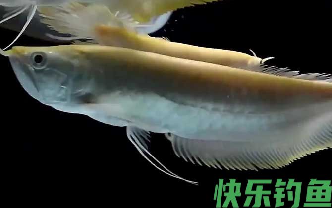 银龙鱼吃什么饲料最好(图3)