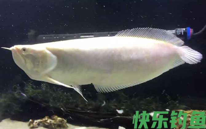 银龙鱼吃什么饲料最好(图2)