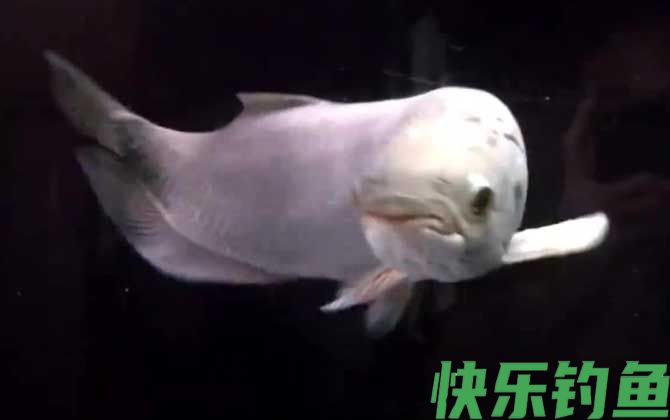 银龙鱼吃什么饲料最好(图1)
