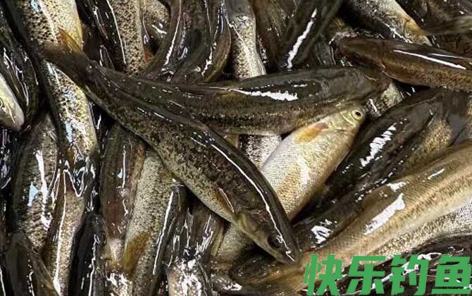拉氏鱥是什么鱼(图4)