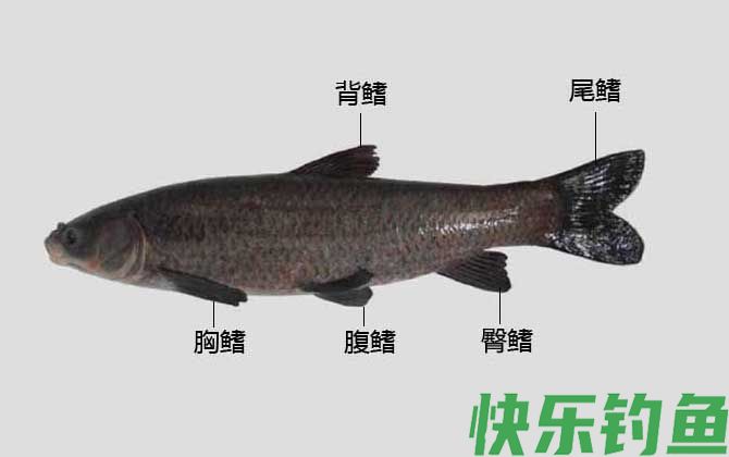 臀鳍是什么鳍(图2)