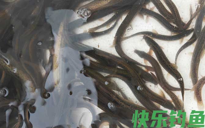泥鳅在家里用清水能养吗(图2)