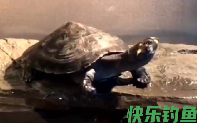 忍者龟是什么龟(图1)