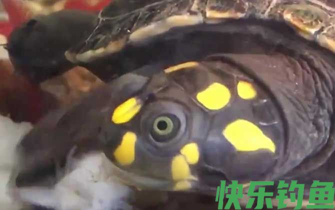 忍者龟是什么龟(图2)