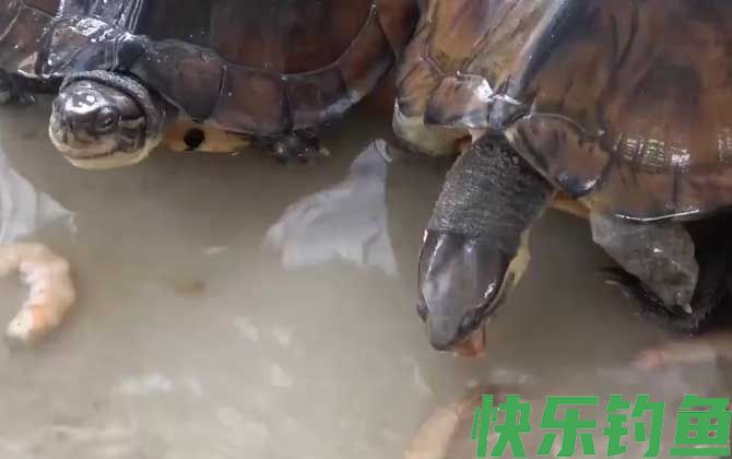 忍者龟是什么龟(图4)