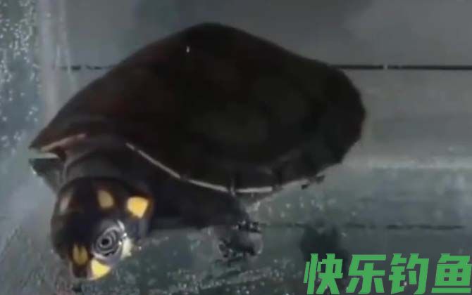 忍者龟是什么龟(图3)