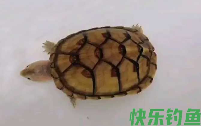白唇蛋龟是什么动物(图1)