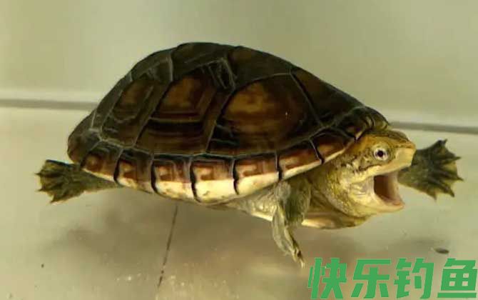 白唇蛋龟是什么动物(图4)
