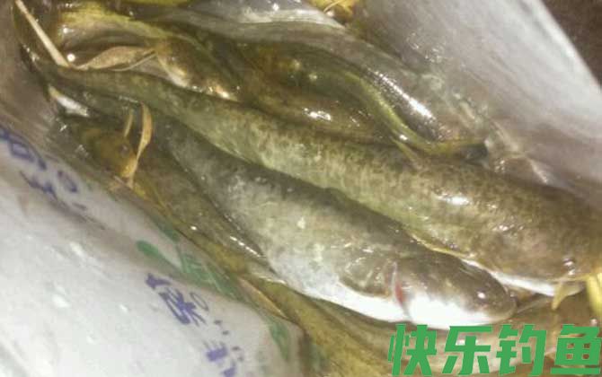 鲶鱼为什么不能吃(图3)