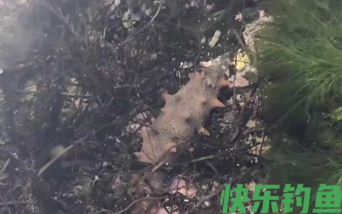 海参需要每天吃吗(图1)