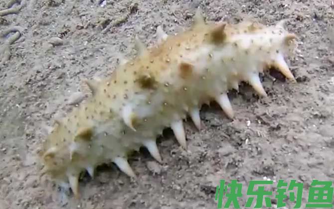 海参需要每天吃吗(图2)