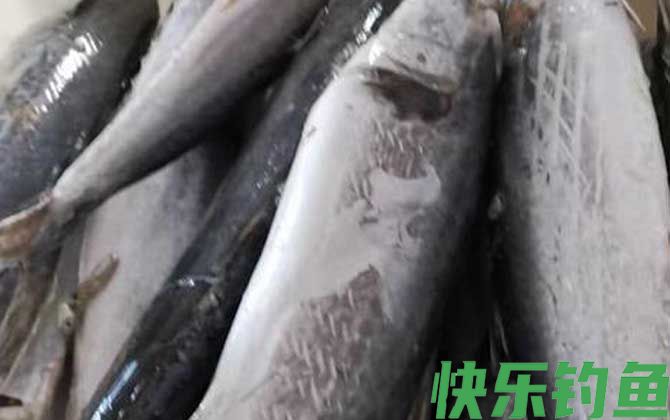 马鲛鱼价格多少钱一斤(图4)