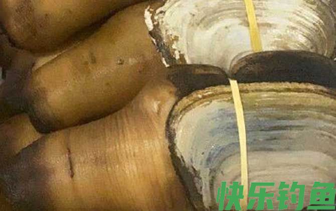 象拔蚌是海鲜吗(图3)