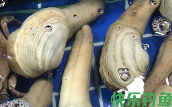 象拔蚌是海鲜吗(图2)