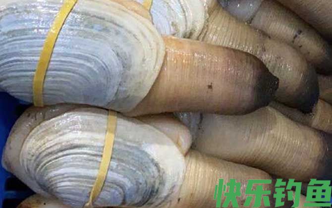 象拔蚌是海鲜吗(图1)