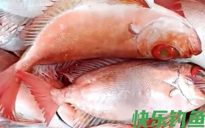 大眼鲷是什么鱼(图2)