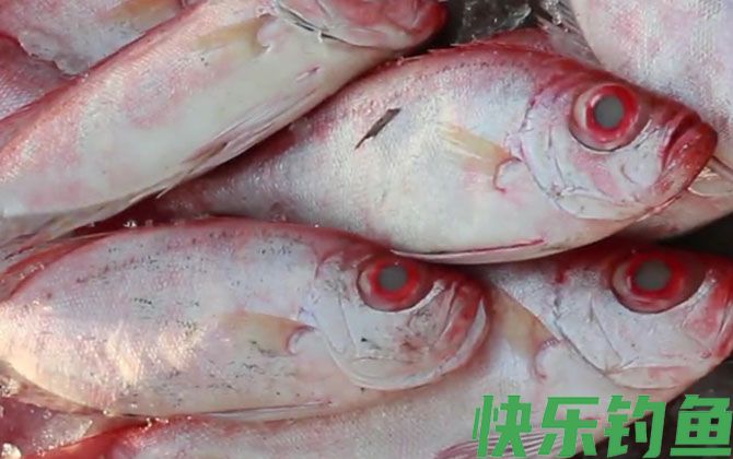大眼鲷是什么鱼(图1)