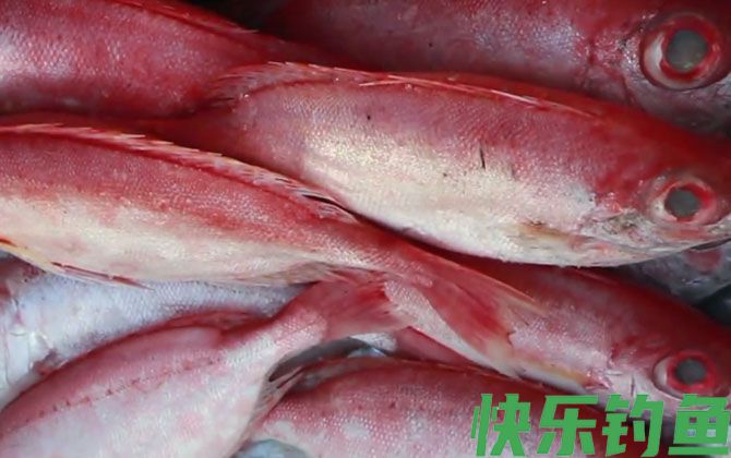 大眼鲷是什么鱼(图3)