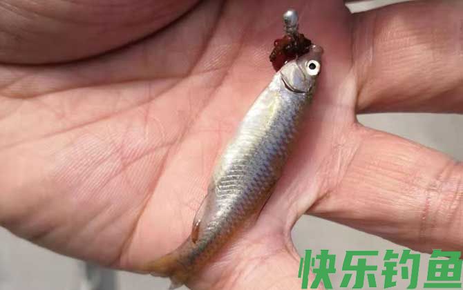 麦穗鱼一年繁殖几次(图3)