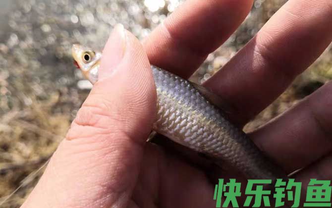 麦穗鱼一年繁殖几次(图2)