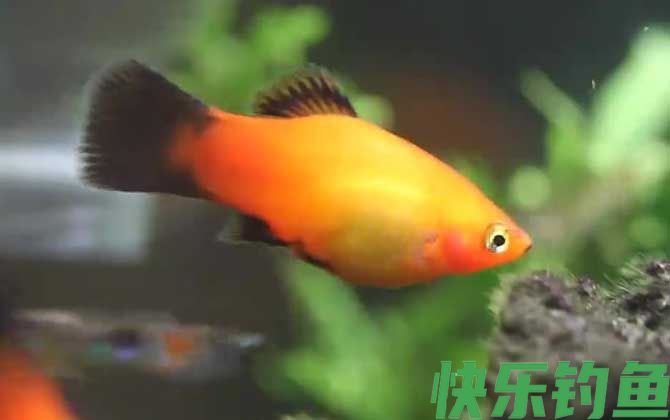 月光鱼是什么鱼(图3)