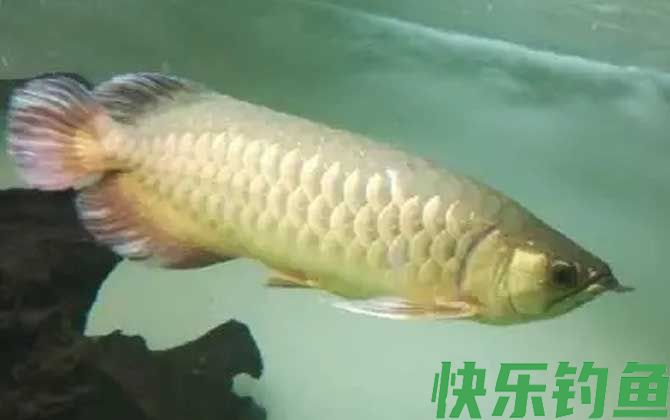雀鳝可以和什么鱼一起养(图3) 雀鳝可以和什么鱼一起养(图3)